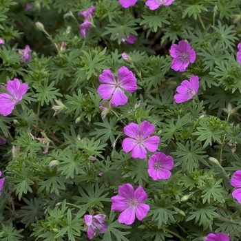 Geranium 'Alan Bloom' - Cranesbill