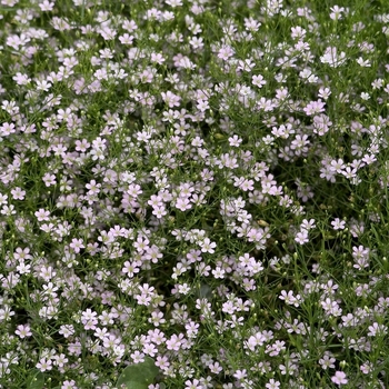 Gypsophila muralis 'Garden Bride' - Baby's Breath