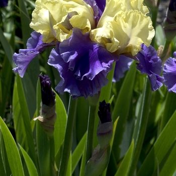 Iris - Iris