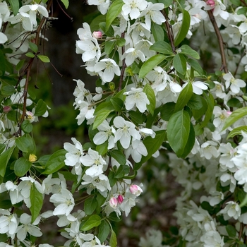 Malus - Flowering Crabapple