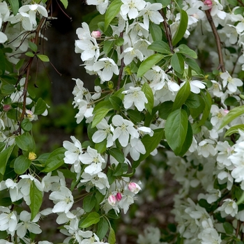 Flowering Crabapple