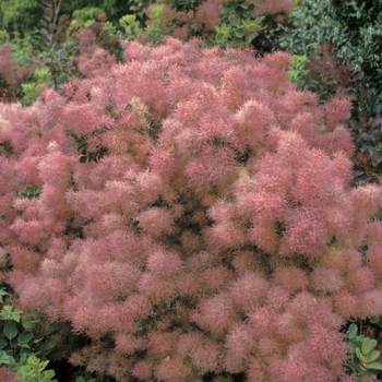 Cotinus - Smokewood