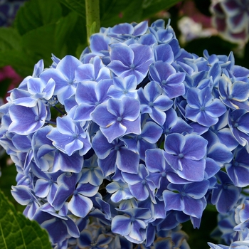 Hydrangea macrophylla 'nikko blue' - Mophead Hydrangea