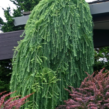 Larex decidua 'Pendula' - Weeping European larch