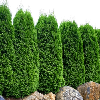 Thuja occidentalis 'Emerald' - Emerald Arborvitae