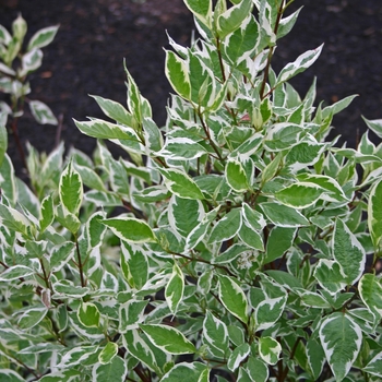 Cornus alba 'Ivory Halo®' Bailhalo (Dogwood) - Ivory Halo® Dogwood