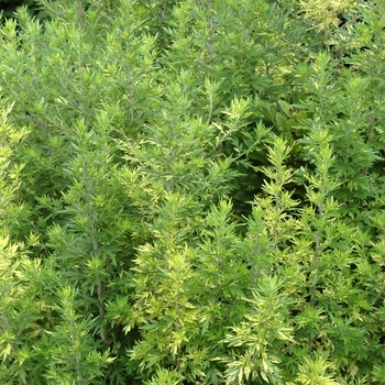 Artemisia vulgaris 'Oriental Limelight' - Common Wormwood