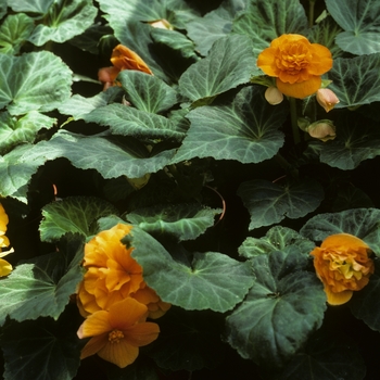 Begonia tuberosa - Tuberous Begonia