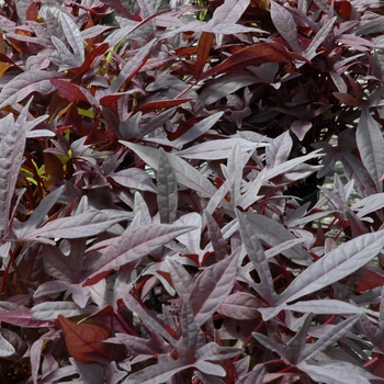 Ipomoea batatas Ornamental Sweet Potato - 'Sweet Carolina Purple'