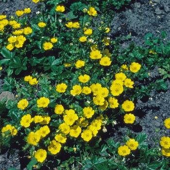 Potentilla alba - Potentilla