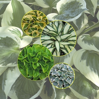 Multiple Varieties - Hosta