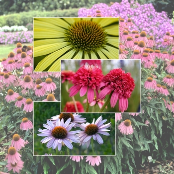Multiple Varieties - Echinacea - Coneflower