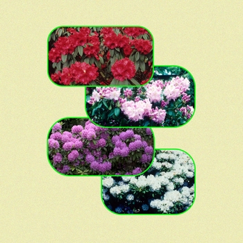Multiple Varieties - Rhododendron