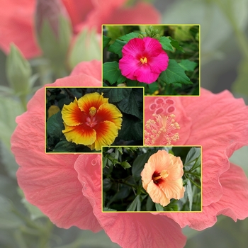 Multiple Varieties - Hibiscus - Tropical