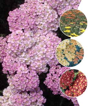 Multiple Varieties - Achillea - Yarrow