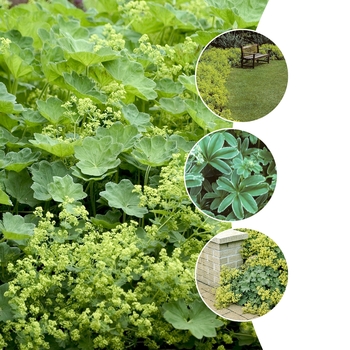 Multiple Varieties - Alchemilla - Lady's Mantle