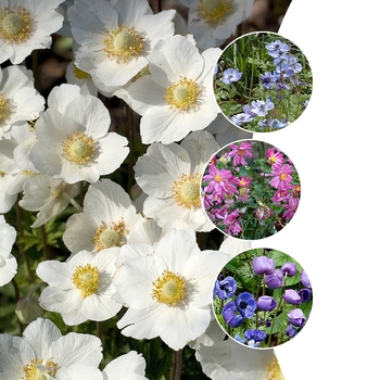 Multiple Varieties - Anemone - Windflowers