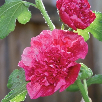 Alcea 'Chaters Double Mix' - Hollhock