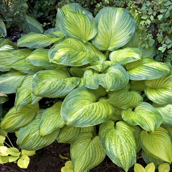 Hosta - Plantain Lily