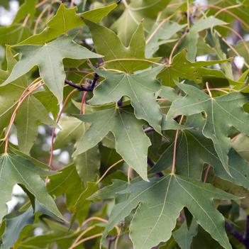 Acer buergerianum 'Trident' - Trident Maple