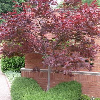 Acer palmatum 'Bloodgood` - Japanese Red Maple