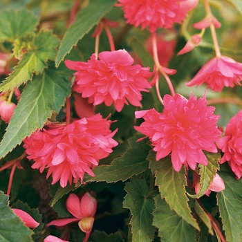 Begonia 'Tuberous Begonia' - Bellagio™ Pink