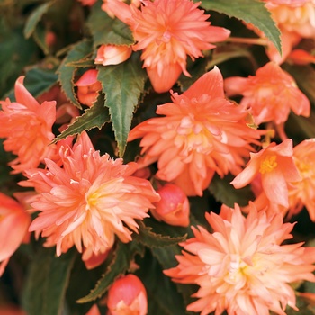 Begonia 'Tuberous Begonia' - Bellagio™ Apricot