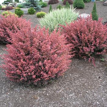 Berberis thunbergii 'Rose Glow' - Japanese Barberry