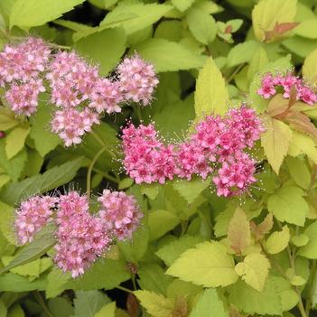 Spiraea japonica 'Goldmound' - Spirea