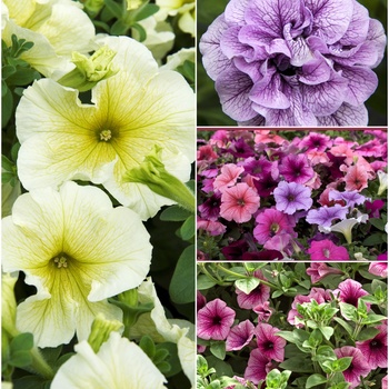 Multiple Varieties - Petunia