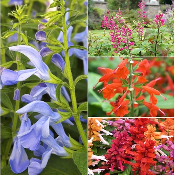 Mulitple Varieties - Salvia - Flowering Sage