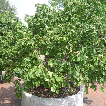 Corylus avellana 'Contorta' - Harry Lauder's Walking Stick