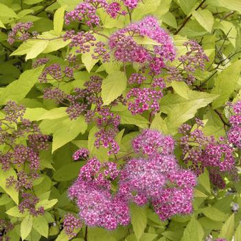 Spiraea x bumalda 'Gold Flame' - Gold Flame Spirea