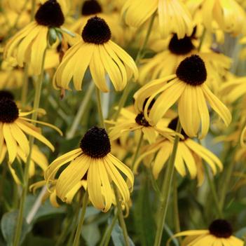 Rudbeckia fulgida 'Goldsturm' - Black Eyed Susan