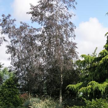 Betula pendula 'Royal Frost' - Birch