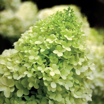 Hardy Hydrangea - Limelight