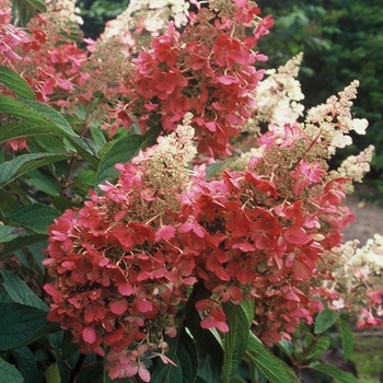 Hydrangea paniculata 'Pinky Winky™ ' - Hydrangea