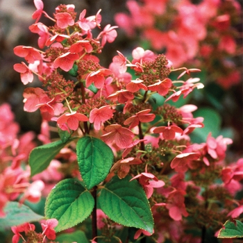 Hardy Hydrangea - Hardy Hydrangea