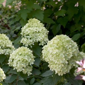 Hydrangea paniculata 'Little Lime™ ' - Little Lime™ Hydrangea