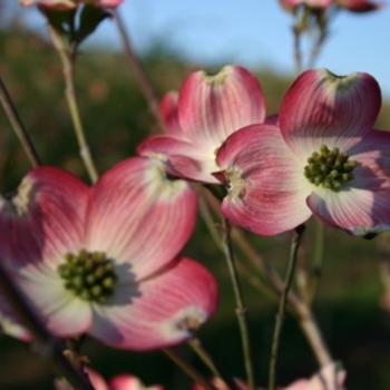 Cornus florida 'Cherokee Brave' - Cherokee Brave Flowering Dogwood