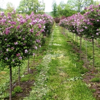 Syringa meyeri 'Palibin' (Dwarf Korean Lilac) - Palibin Dwarf Korean Lilac