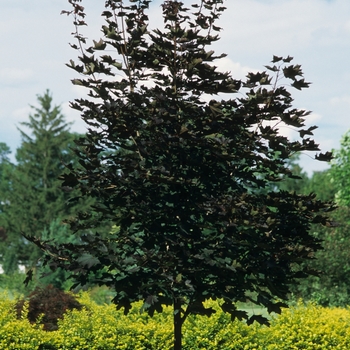 Acer platanoides 'Crimson King' - Crimson King Maple