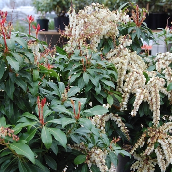 Pieris japonica ''Mountain Fire'' - Mountain Fire Pieris