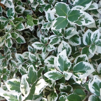 Euonymus fortunei ''Emerald Gaiety'' - Emerald Gaiety Euonymus