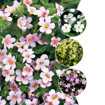 Multiple Varieties - Bacopa