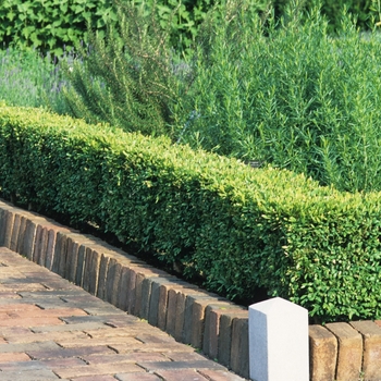 Buxus - Boxwood