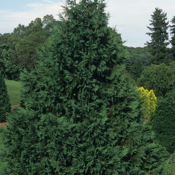 Chamaecyparis nootkatensis 'Glauca' - Blue Nootkatensis False Cypress