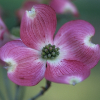 Cornus florida 'Cherokee Sunset™ ' - Flowering Dogwood