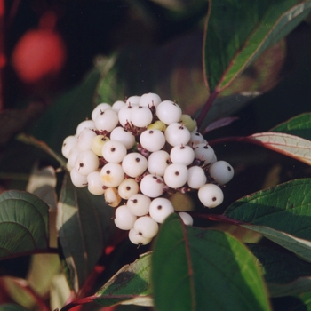 Cornus alba 'Chblzam' - Chief Bloodgood™ Dogwood