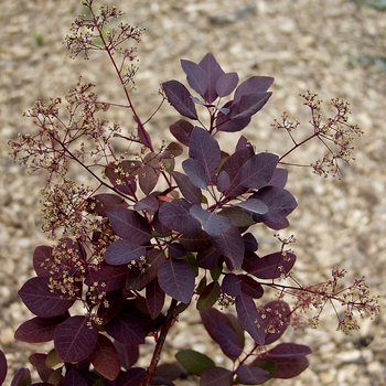 Cotinus coggygria 'Purple Supreme' - Purple Supreme Smokebush